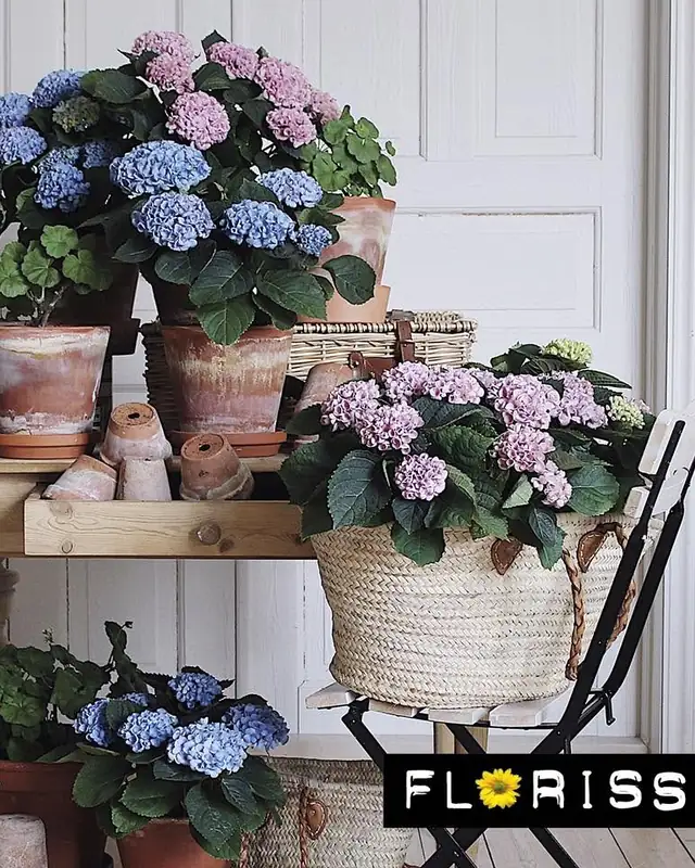 Hortensia i potter på benk i butikken